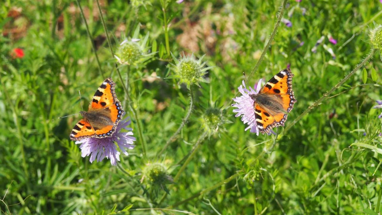 Apartamento Urlaub Im Naturgarten Bergneustadt Exterior foto